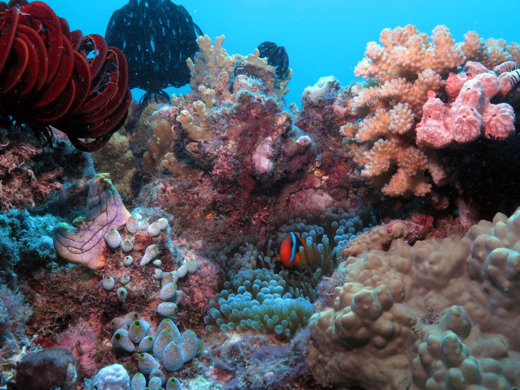 Fragile reef ecosystem